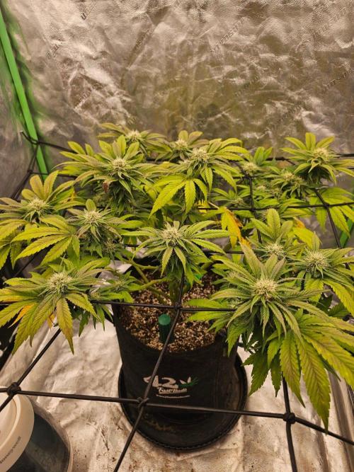 Fast Buds Outdoor Trilogy: Summer '26. Week 11