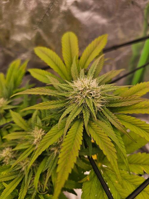 Fast Buds Outdoor Trilogy: Summer '26. Week 11
