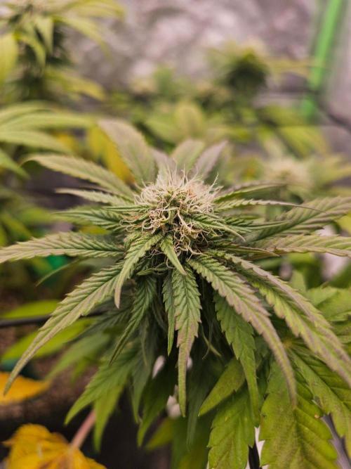 Fast Buds Outdoor Trilogy: Summer '26. Week 12