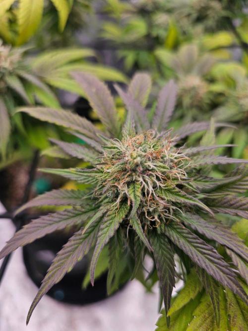 Fast Buds Outdoor Trilogy: Summer '26. Week 13