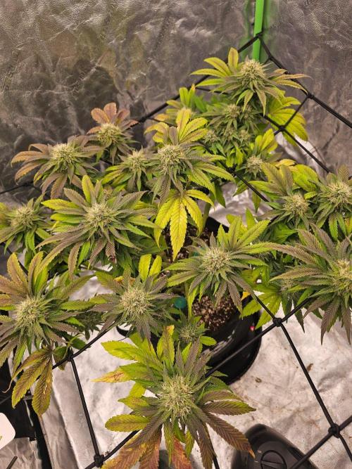 Fast Buds Outdoor Trilogy: Summer '26. Week 13