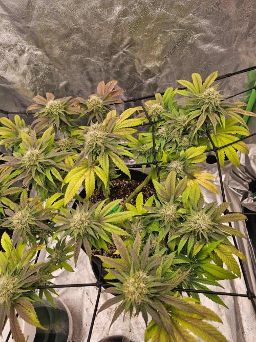 Fast Buds Outdoor Trilogy: Summer '26. Week 13