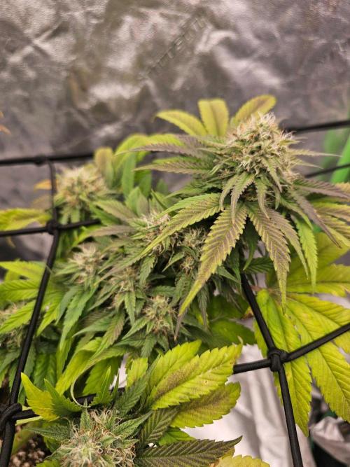 Fast Buds Outdoor Trilogy: Summer '26. Week 13