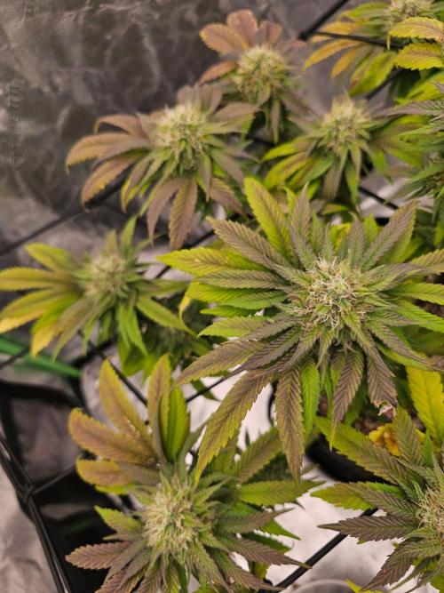 Fast Buds Outdoor Trilogy: Summer '26. Week 13