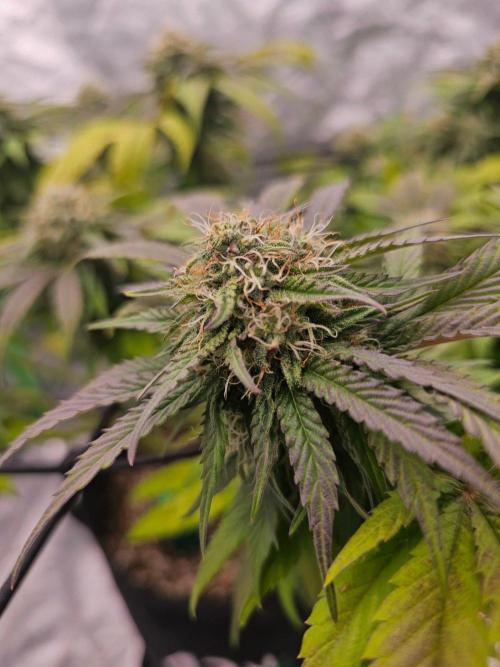 Fast Buds Outdoor Trilogy: Summer '26. Week 13