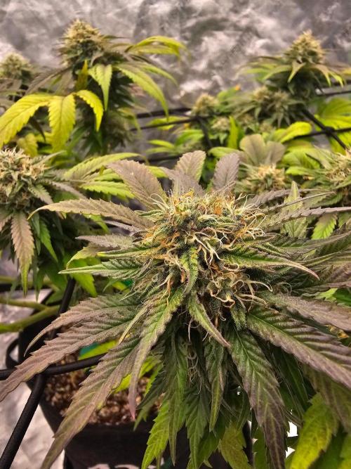 Fast Buds Outdoor Trilogy: Summer '26. Week 13
