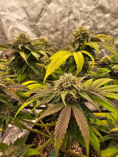 Fast Buds Outdoor Trilogy: Summer '26. Week 13