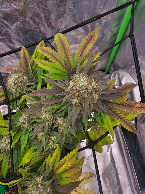 Fast Buds Outdoor Trilogy: Summer '26. Week 14