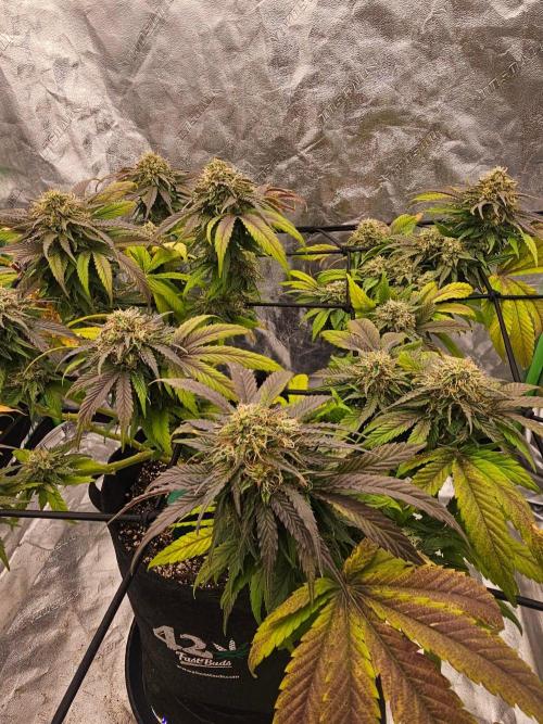Fast Buds Outdoor Trilogy: Summer '26. Week 14