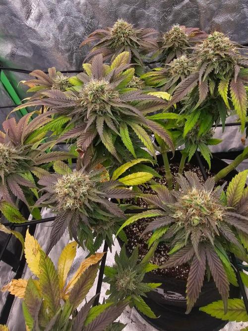 Fast Buds Outdoor Trilogy: Summer '26. Week 14