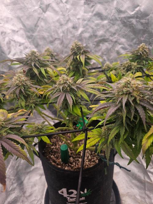 Fast Buds Outdoor Trilogy: Summer '26. Week 14