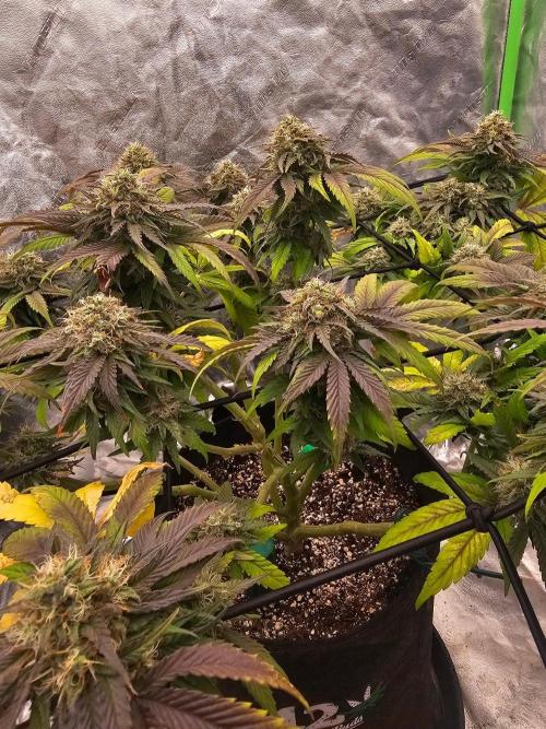 Fast Buds Outdoor Trilogy: Summer '26. Week 14