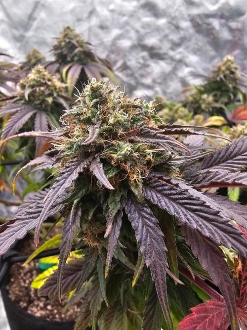 Fast Buds Outdoor Trilogy: Summer '26. Week 15
