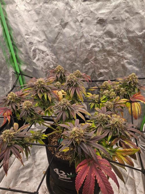 Fast Buds Outdoor Trilogy: Summer '26. Week 15