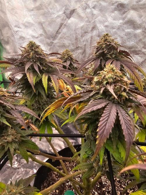 Fast Buds Outdoor Trilogy: Summer '26. Week 15