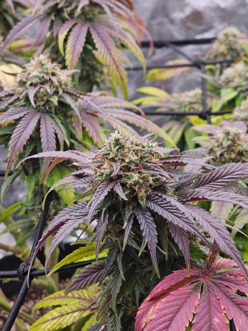 Fast Buds Outdoor Trilogy: Summer '26. Week 15