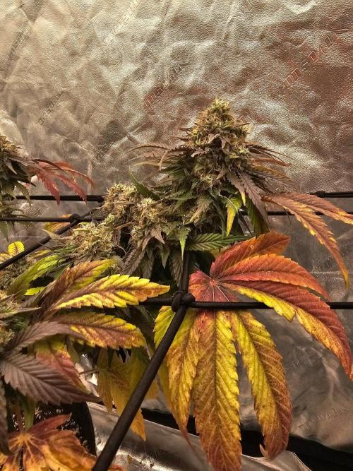 Fast Buds Outdoor Trilogy: Summer '26. Week 15