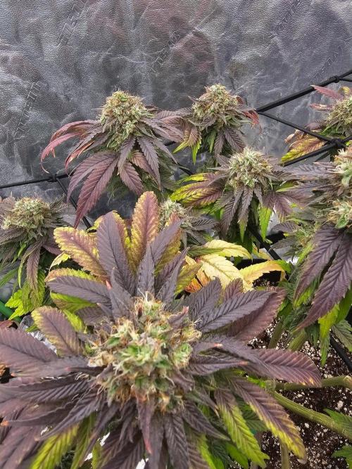 Fast Buds Outdoor Trilogy: Summer '26. Week 15