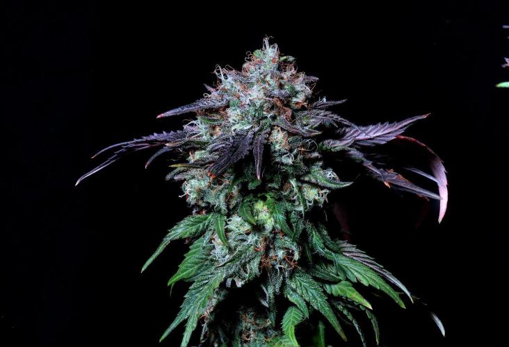 Fast Buds Outdoor Trilogy: Summer '26. Week 16