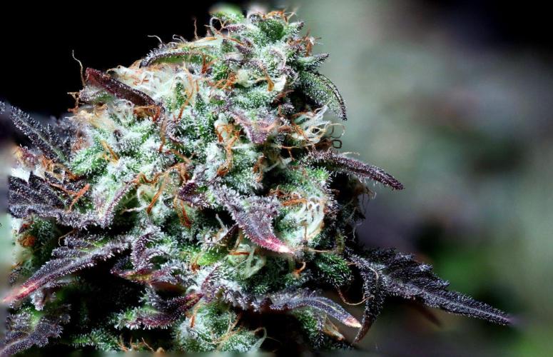 Fast Buds Outdoor Trilogy: Summer '26. Week 16