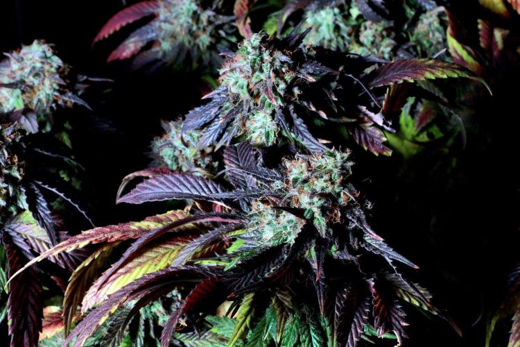 Fast Buds Outdoor Trilogy: Summer '26. Week 16