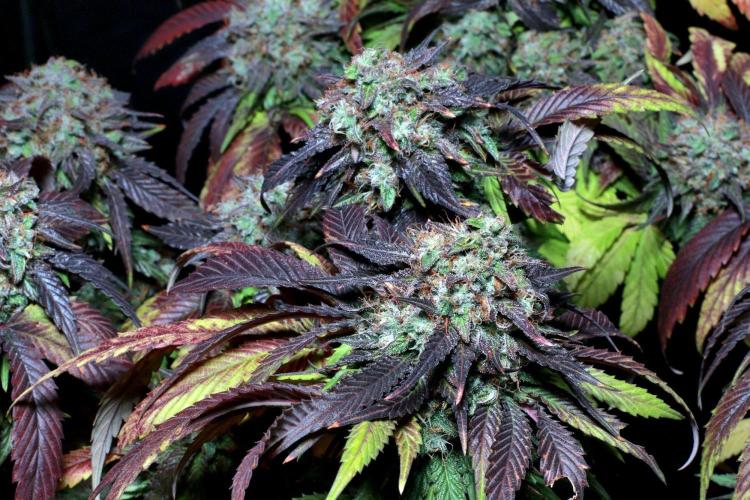 Fast Buds Outdoor Trilogy: Summer '26. Week 16