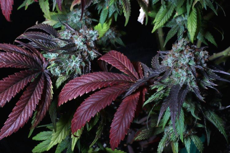 Fast Buds Outdoor Trilogy: Summer '26. Week 16