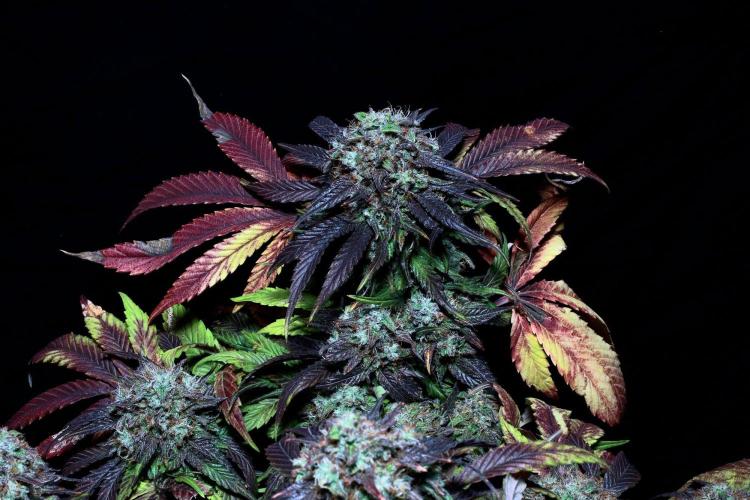 Fast Buds Outdoor Trilogy: Summer '26. Week 16