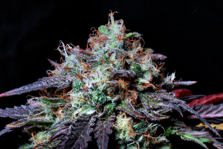 Fast Buds Outdoor Trilogy: Summer '26. Week 16