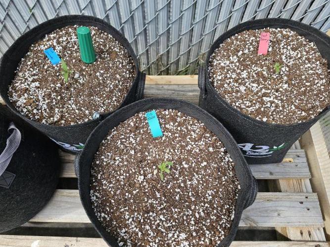 Fast Buds Outdoor Trilogy: Summer '26. Week 1