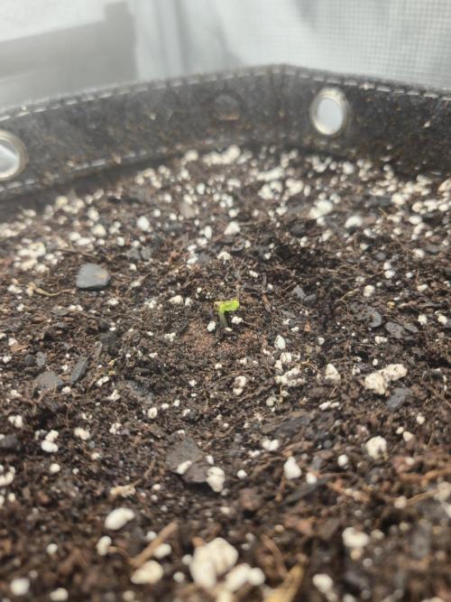 Mephisto Genetics x ZAUTO Flower. Week 0