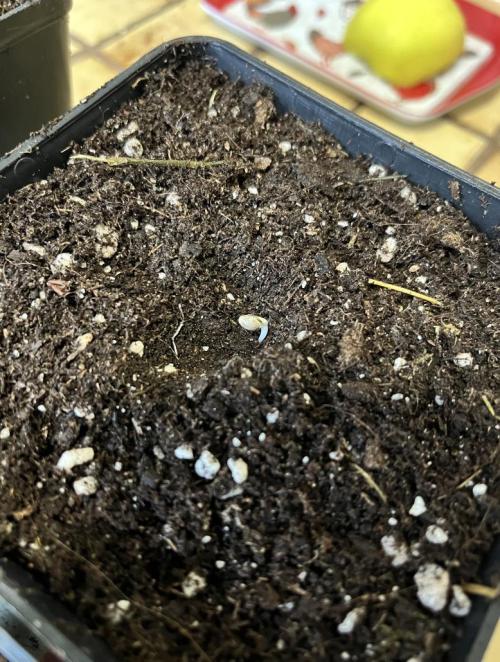 Banana Kush Cake Auto - Outdoor 2025. Week 0 - mise en pot des germes