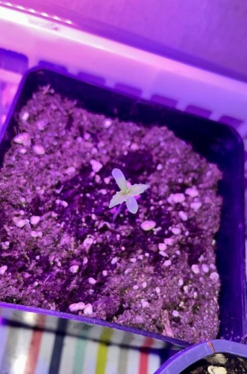 Banana Kush Cake Auto - Outdoor 2025. Week 0 - plantule fraichement sortie