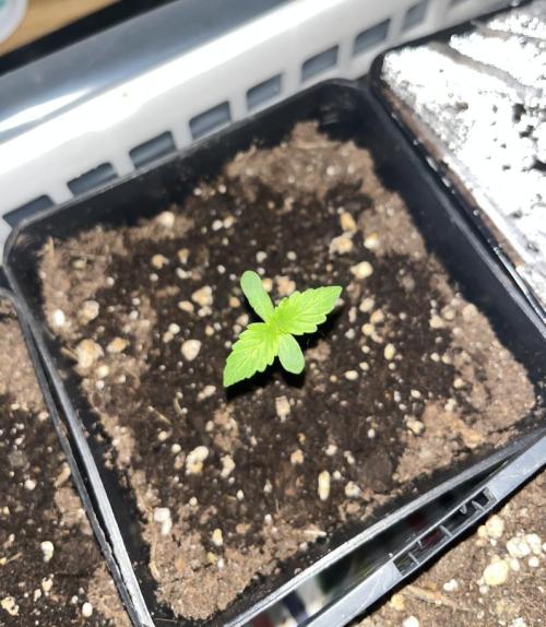 Banana Kush Cake Automatic. Week 0