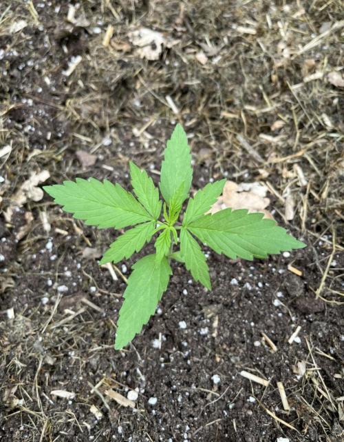 Banana Kush Cake Auto - Outdoor 2025. Week 3