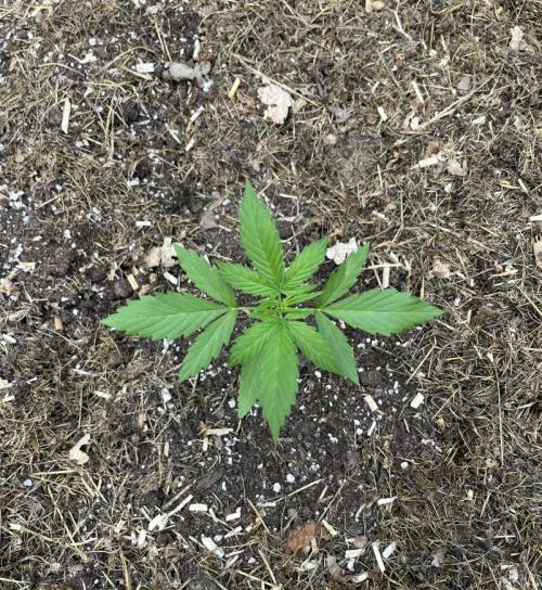 Banana Kush Cake Automatic. Week 3