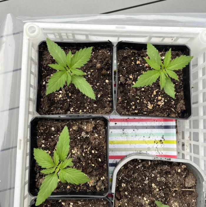 Banana Kush Cake Auto - Outdoor 2025. Week 2