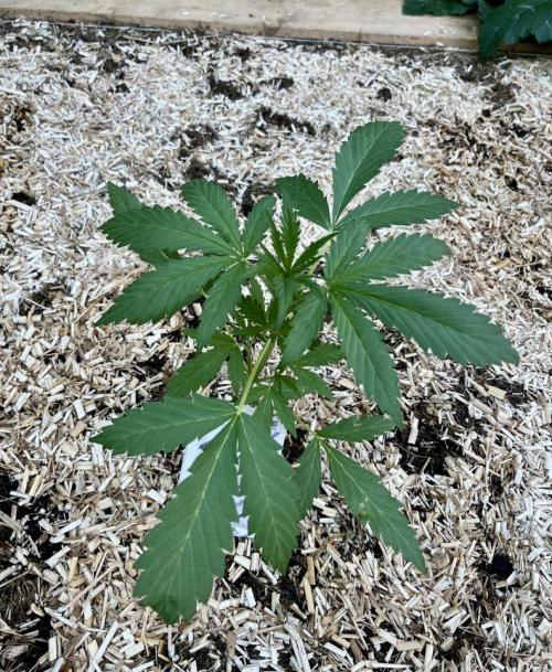 Banana Kush Cake Automatic. Week 4