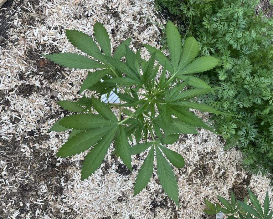 Banana Kush Cake Auto - Outdoor 2025. Week 5