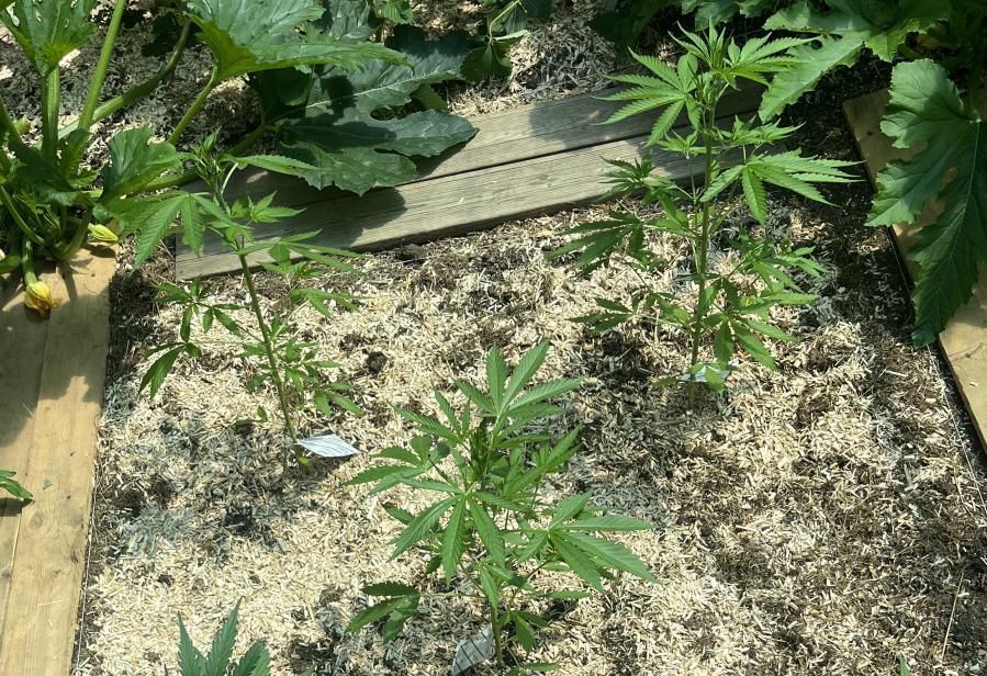 Banana Kush Cake Auto - Outdoor 2025. Week 6