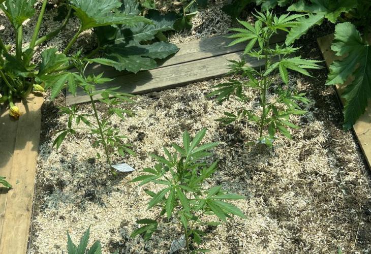 Banana Kush Cake Automatic. Week 6