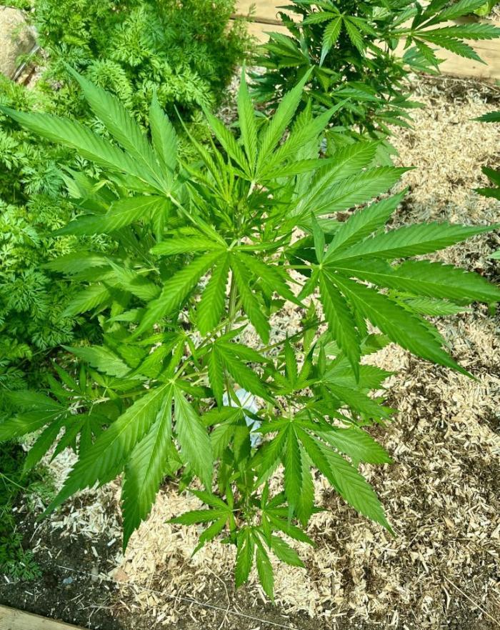 Banana Kush Cake Auto - Outdoor 2025. Week 7