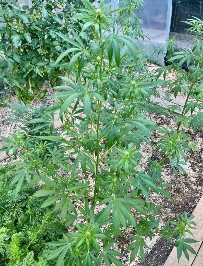 Banana Kush Cake Auto - Outdoor 2025. Week 8