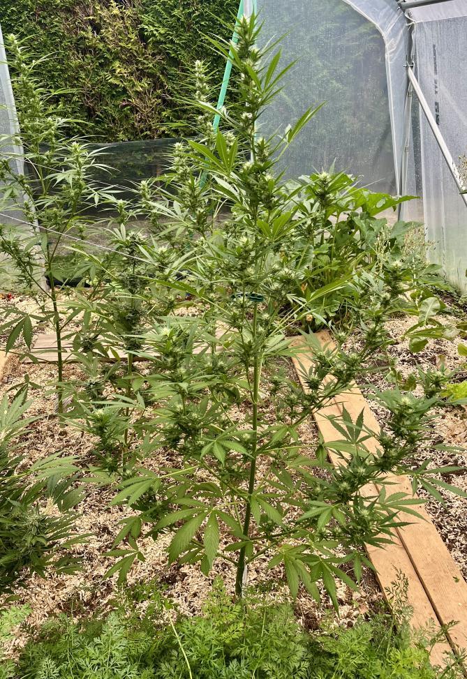 Banana Kush Cake Auto - Outdoor 2025. Week 9