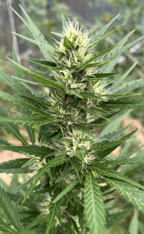 Banana Kush Cake Auto - Outdoor 2025. Week 10