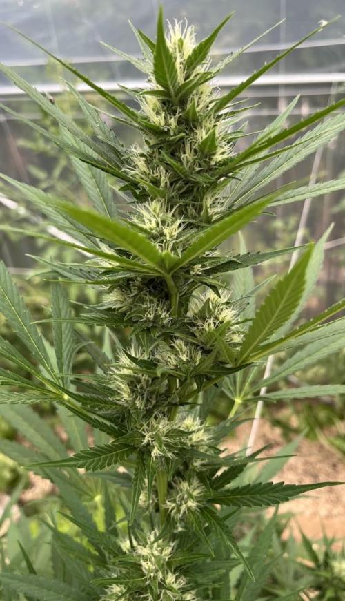 Banana Kush Cake Automatic. Week 10