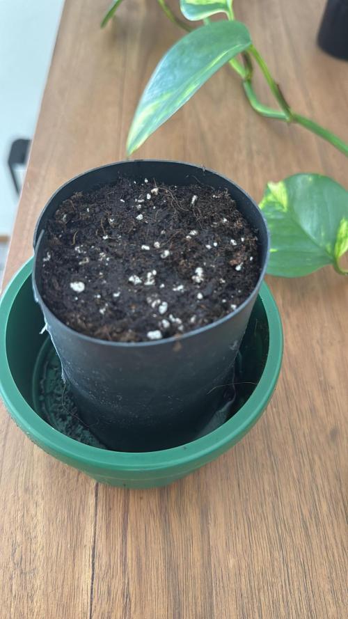 First Strains - Mimosa & Purple Punch. Week 0
