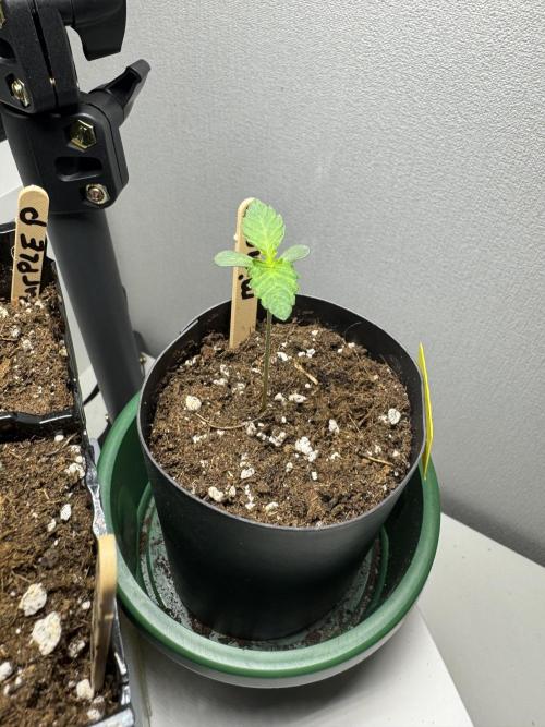 First Strains - Mimosa & Purple Punch. Week 1