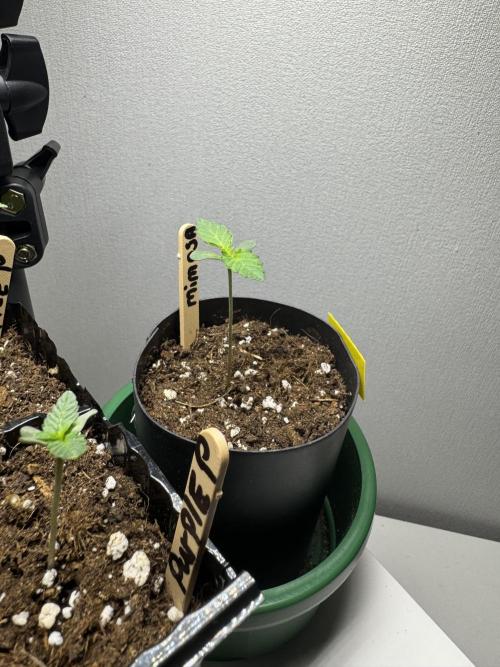 First Strains - Mimosa & Purple Punch. Week 1