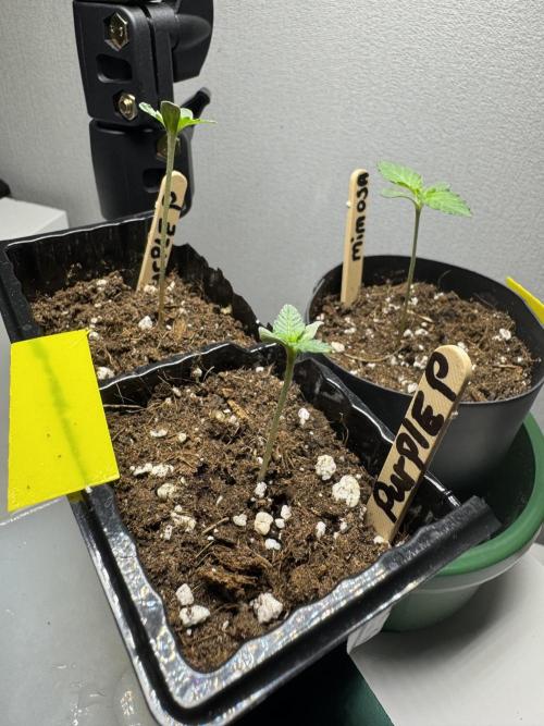 First Strains - Mimosa & Purple Punch. Week 1